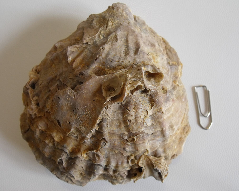 Ostrea edulis?